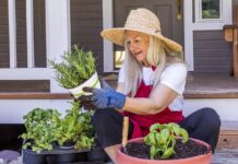 All About Growing Self-Fertile Apple Trees in the UK home gardeners