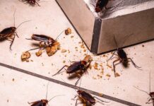 Does Seeing One Cockroach in Beaverton Mean There Is an Infestation? Cockroach in Beaverton