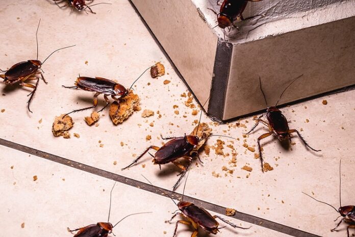 Cockroach in Beaverton